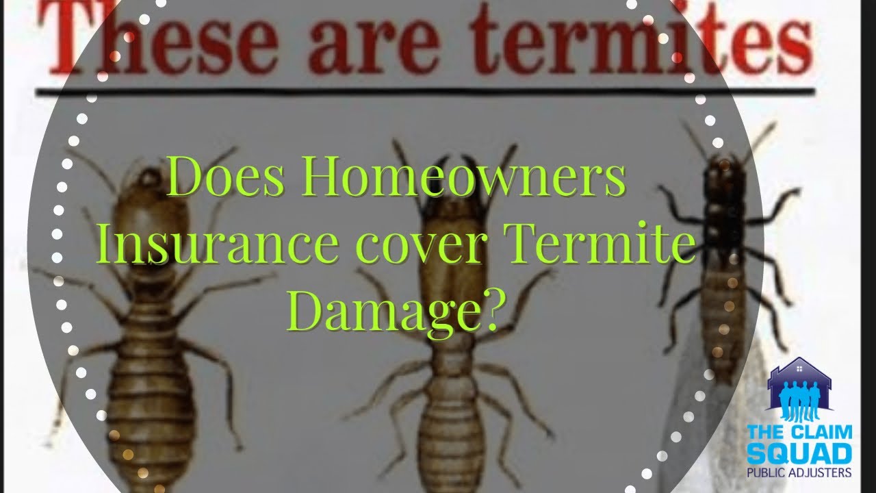 Does Homeowners Insurance Cover Carpenter Ant Damage?