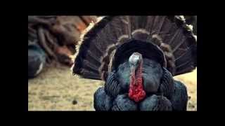 ¿SABÍAS QUÉ? EL PAVO ¿SABÍAS QUÉ? EL PAVO