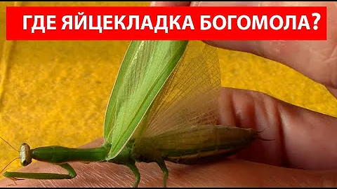 Как Богомол Откладывает Яйцекладку Оотеку? Ручной Богомол, Mantis. Богомол - Уникальное насекомое!