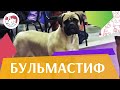 Бульмастиф на ilikepet. Особенности породы, уход