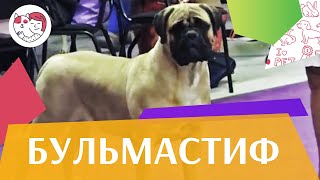 Бульмастиф на ilikepet. Особенности породы, уход