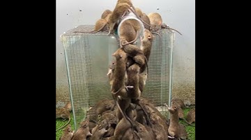 best homemade mouse trap / plastic pipe mousetrap