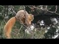 Squirrel building a nest