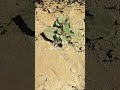 نباتات الجبال سبحان الله الطبيعة نباتات الجبال سبحان الله الطبيعة