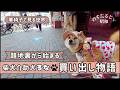 【密着】介助犬と新宿の路地裏へ!車椅子と買い出しに出発!