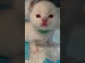 He makes the cutest noises