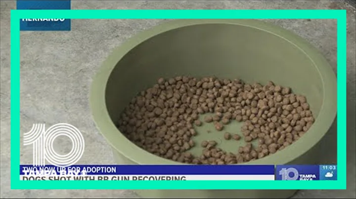 Two dogs shot by BB gun up for adoption