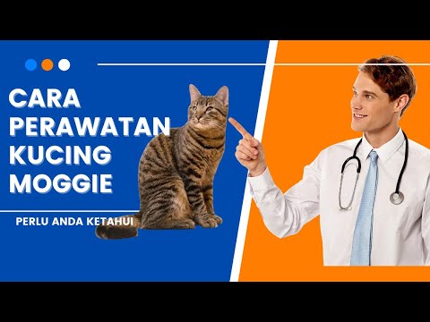 Video: Apakah kucing perlu pemeriksaan rutin?