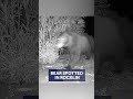 Bear spotted at Northern California home
