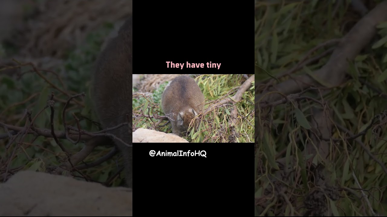 Hyrax: The Tiny Animal Related to Elephants 