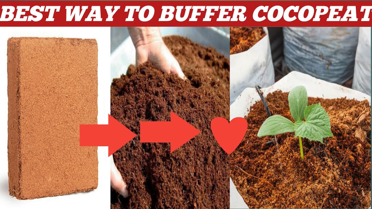 Why Coco Peat Buffering Is Important? !How To Increase Your Plants