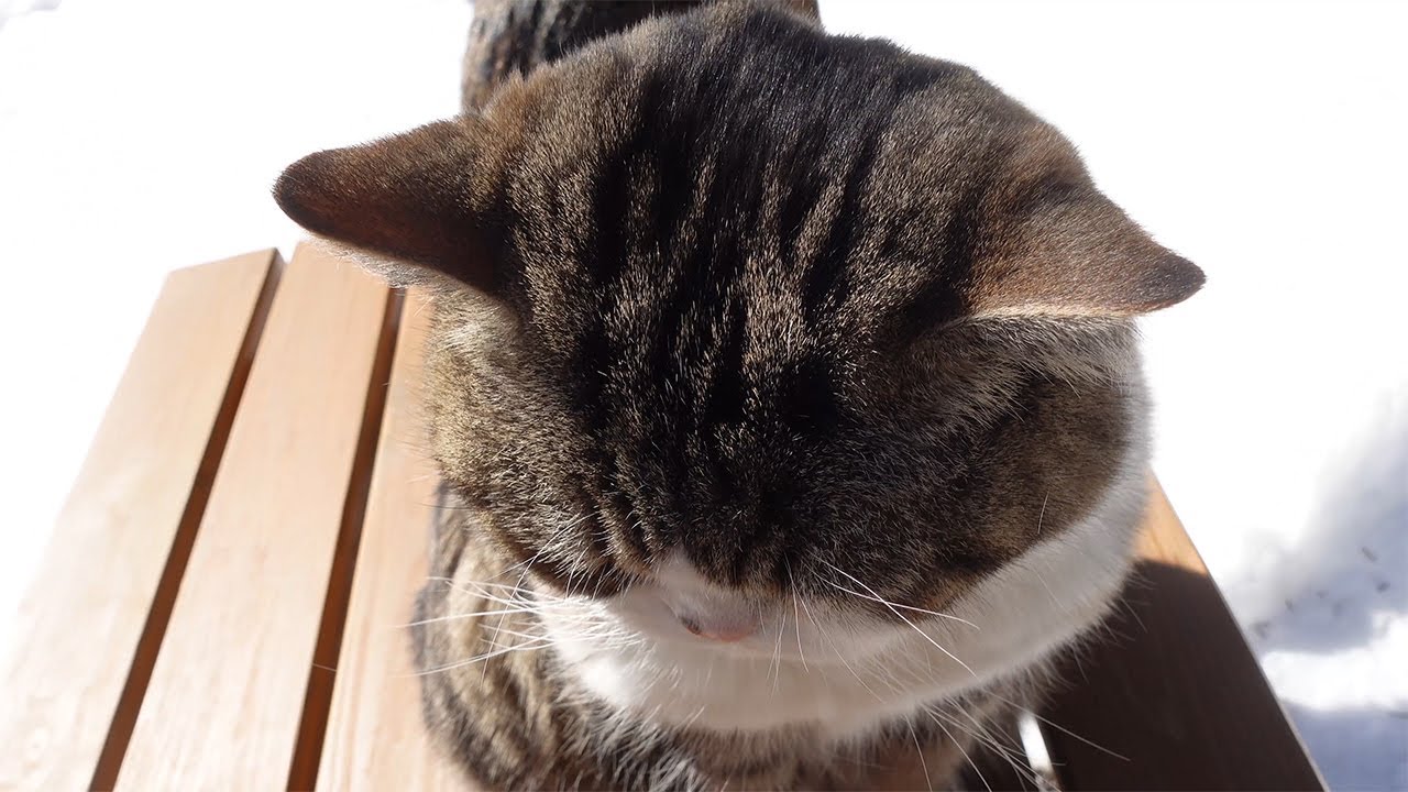 シェルターを壊して逃亡するねこ。-Maru destroys the shelter and escapes.-