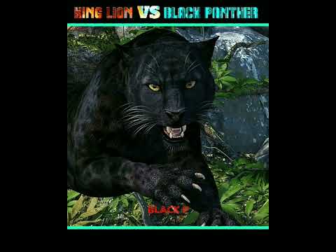 Lion VS Black Panther | आखिर किसकी होगी जीत ? 🦁⚡🐈‍⬛ #shorts