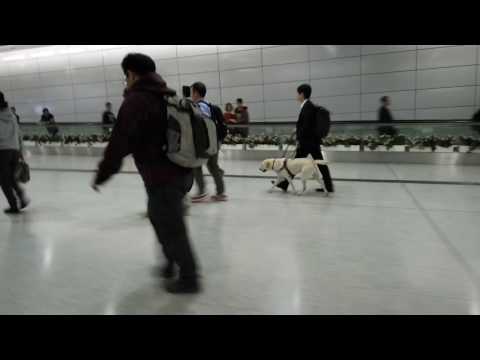 導盲犬