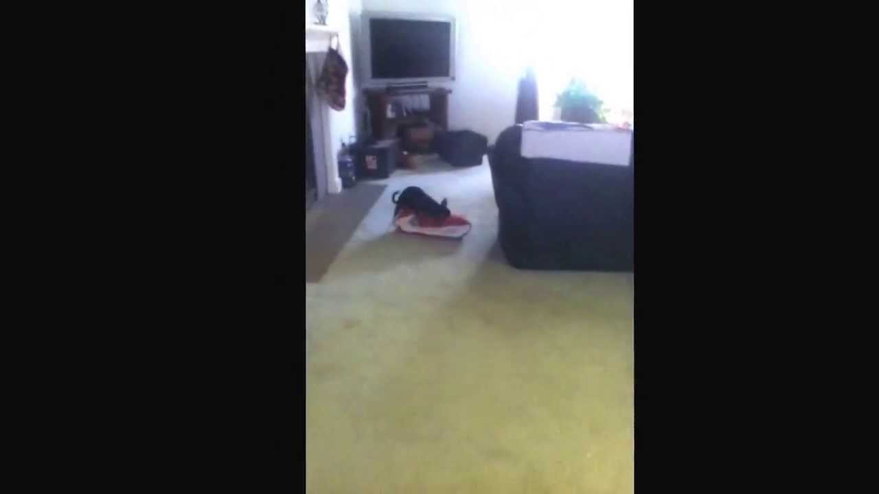 My dog humping his bed YouTube