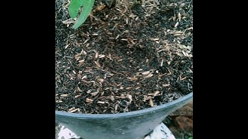 my metal detector found hidden treasure / pinpointer metal detecting