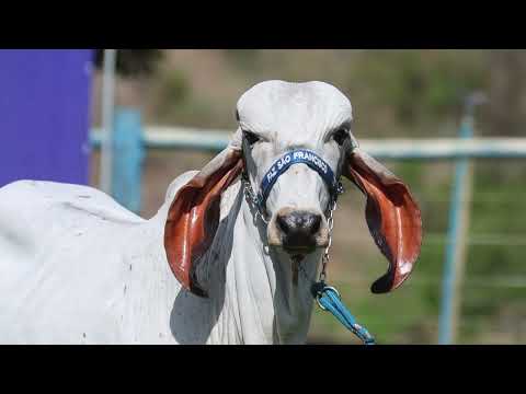 LOTE 20   GALE 494