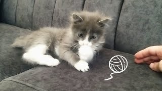 Kitty cat playing with a shiny ball