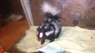 Baby Skunk learning to do hand stands!