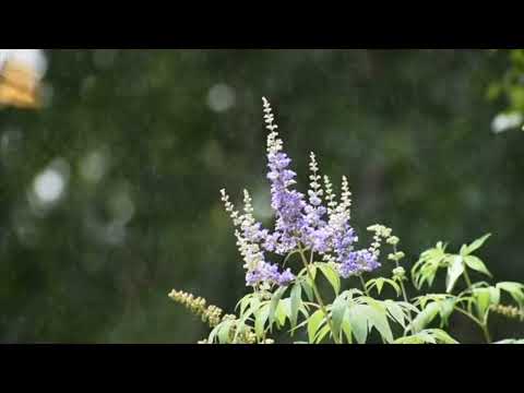 الآذان بصوت الشيخ محمد رفعت