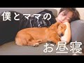 【ミニチュアダックスフンド】愛犬との幸せな時間とは