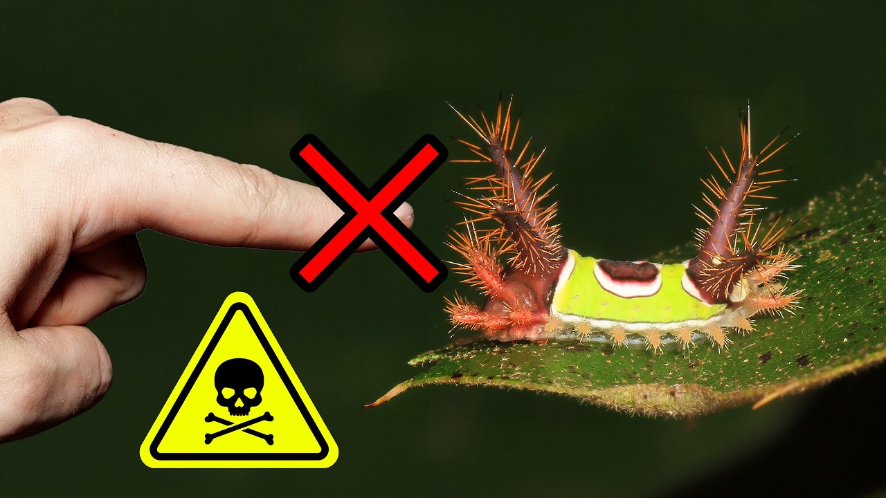 Pod żadnym pozorem NIE DOTYKAJ tej gąsienicy!