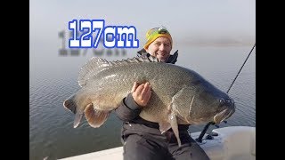 MONSTER MURRAY COD 127CM