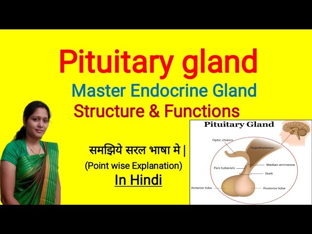Pituitary Gland Function In Hindi