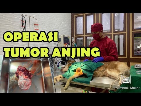 Video: Cara Membasmi Hewan Peliharaan Cacing Anda Secara Alami