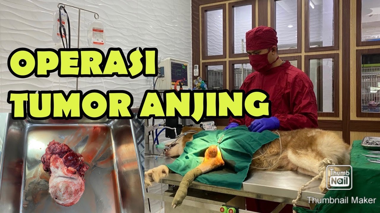 OPERASI PENGANGKATAN TUMOR KAKI PADA ANJING OLEH DOKTER HEWAN FERY