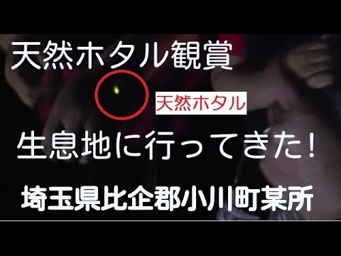 天然の蛍 ホタル 観賞 生息地に行ってきた 埼玉県比企郡小川町某所 Youtube