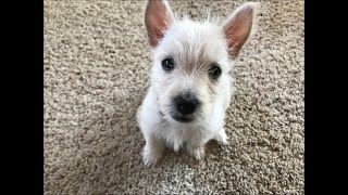 Meet Lucy! 8 Week Old Westie