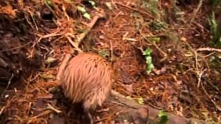 Help Save The Kiwi Bird