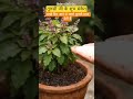 तुलसी जी के शुभ संकेत #ytfacts #tulsi #motivation #facts #ytshaorts #shaorts #astrology