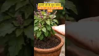 तुलसी जी के शुभ संकेत #ytfacts #tulsi #motivation #facts #ytshaorts #shaorts #astrology