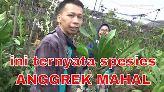 Download Lagu Jenis jenis Anggrek Grammatophyllum MP3