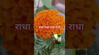Radha Radha..#youtubevideos #gardan