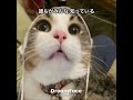 #月光仮面は誰でしょう #ハニー・ナイツ #cat #猫のいる暮らし #歌 #歌詞有 #catvideos