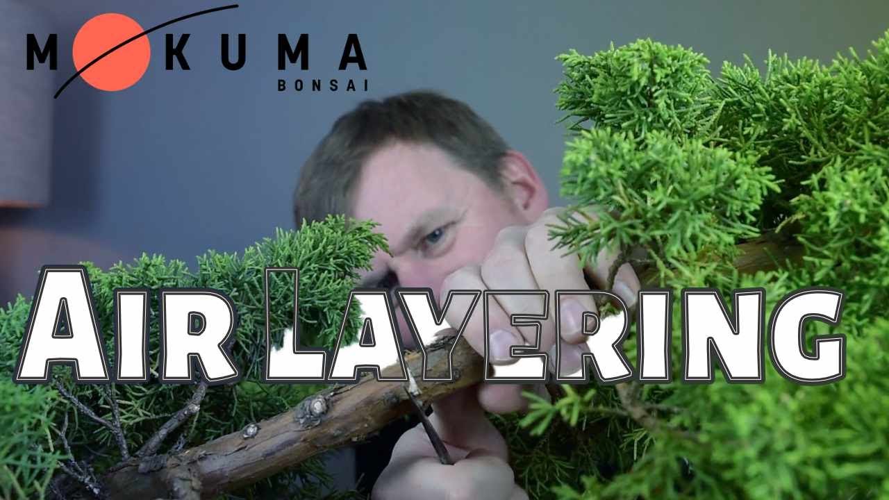 Air Layering Chinese Juniper - YouTube