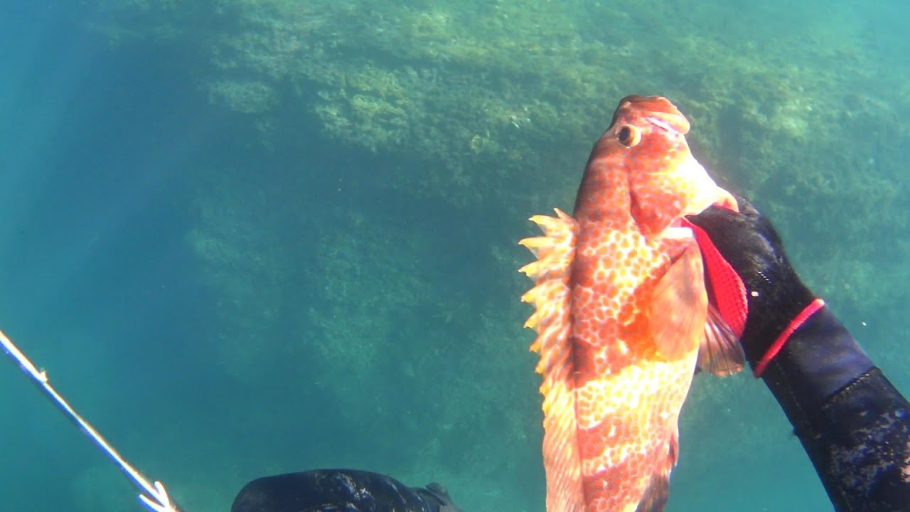 キジハタパターン 魚突き Youtube