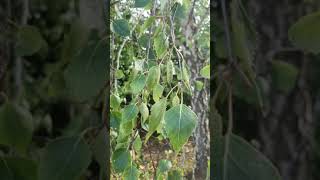 How to use Birch leaf herbal tea if you hold too much water