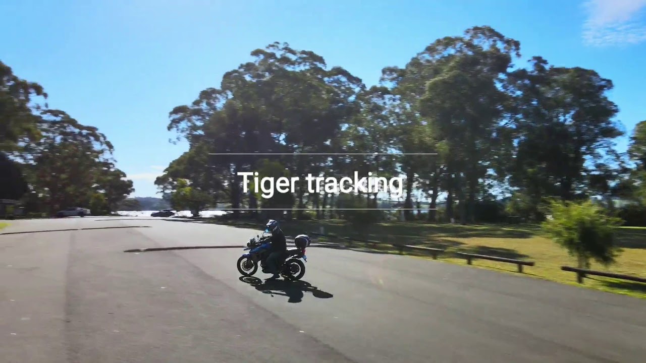 Tiger Racking Tiger Tracking - YouTube