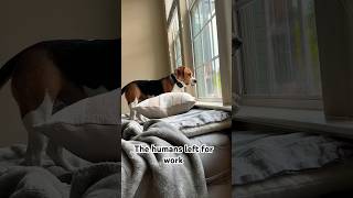 #dog #funny #puppy #beagle #funnyvideo