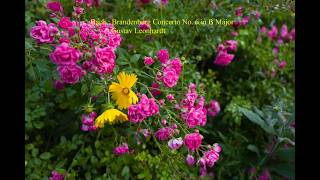 Bach : Brandenburg Concerto No. 6 in B Major