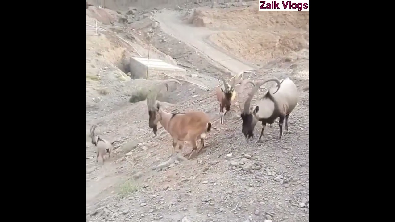 ibexes or Markhors | Beautiful Markhors 