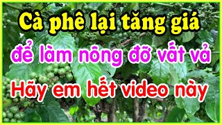 cà phê tăng giá trở lại nhưng bà con mình đâu còn cà bán hãy xem hết video này để làm nông đỡ vất