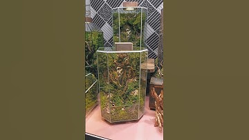 "ĐẤNG CỨU THẾ" Terrarium Hệ Sinh Thái Rêu Bảo Quản Ned Aqua. #nedaqua #terrarium