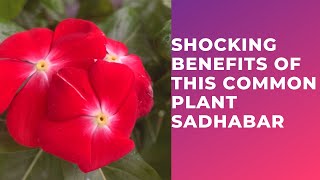 Health Benefits of Periwinkle/Vinca plants || Sadhabar Nepali ||