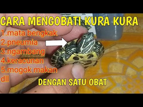 Video: Cara Memandikan Naga berjanggut