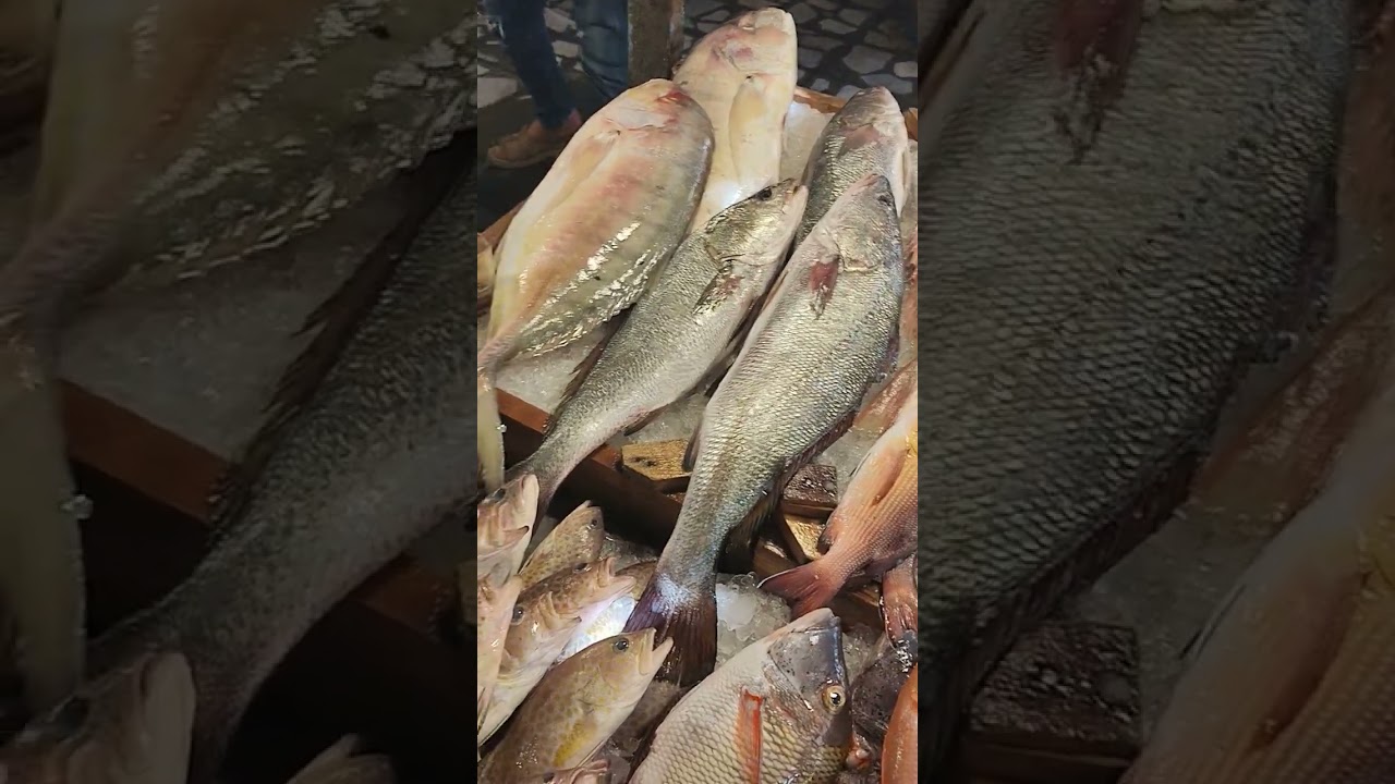 شاهد بديع خلق الله في تنوع الاسماك و اختلاف ألوانها و أنواعها و احجامها و أنواع اسماك البحر الاحمر 